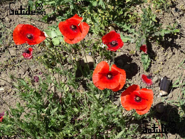Planta amapola roja flores amapolas rojas