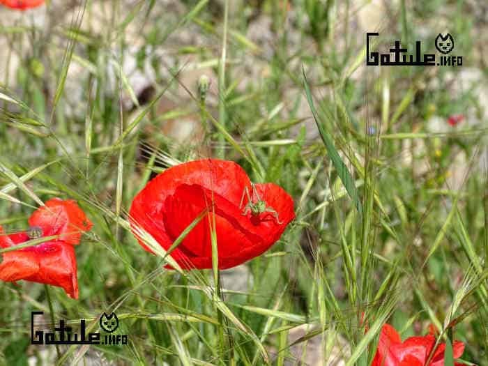 Planta amapola roja Infusión papaver rhoeas planta