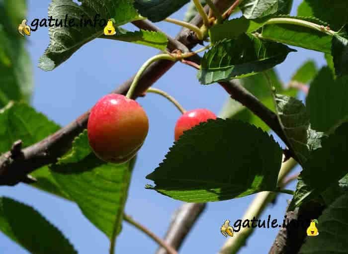 Prunus avium frutos