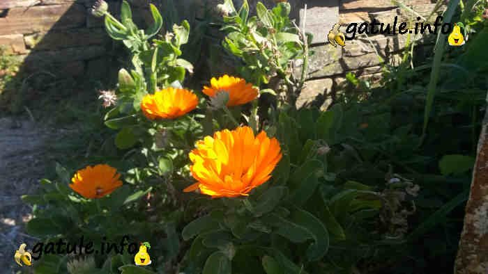 Planta caléndula propiedades Planta calendula officinalis propiedades