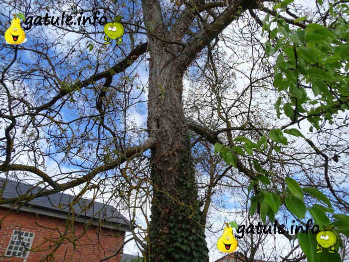 El nogal propiedades nogal árbol usos