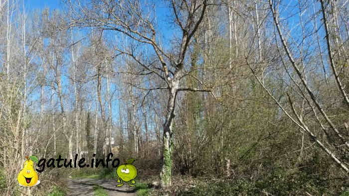 El nogal propiedades juglans regia beneficios