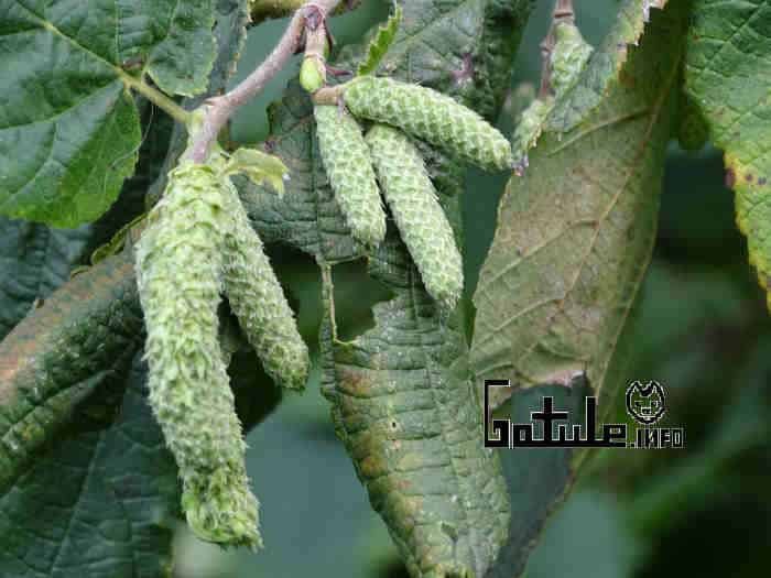 Avellano propiedades del árbol avellano en flor
