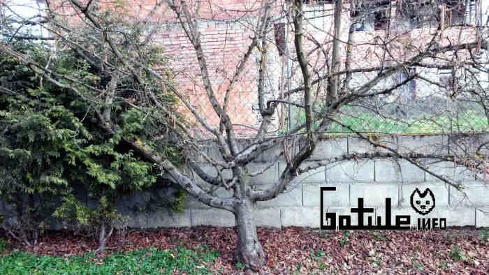 Avellano propiedades del árbol usos del avellano