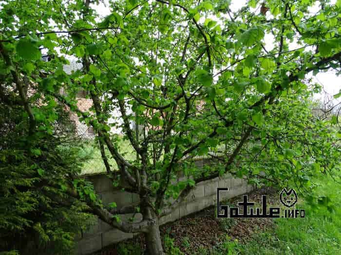 Avellano propiedades del árbol propiedades árbol avellano
