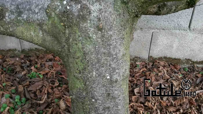 Avellano propiedades del árbol corteza avellano