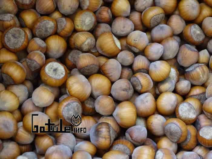 Avellano propiedades del árbol beneficios Corylus avellana