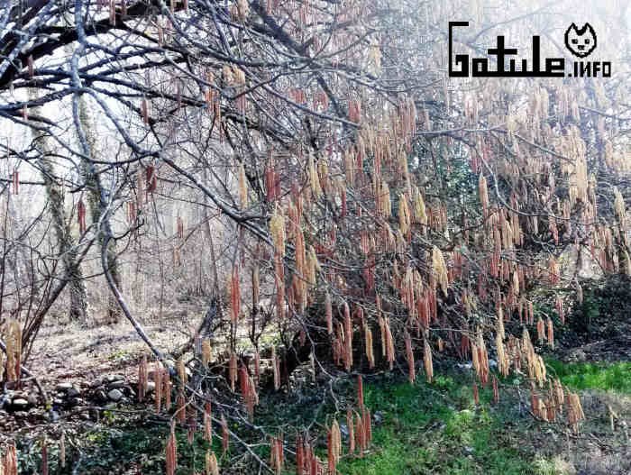 Avellano propiedades del árbol flores Corylus avellana