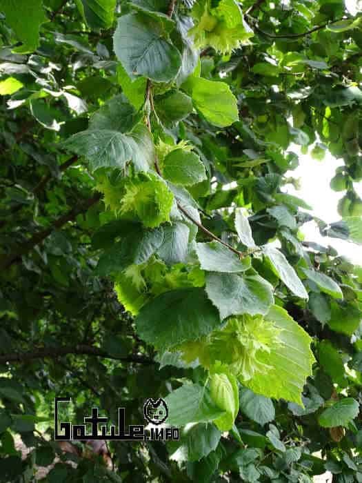 Avellano propiedades del árbol usos Corylus avellana