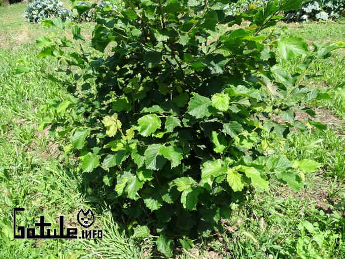 Avellano propiedades del árbol pequeño Corylus avellana