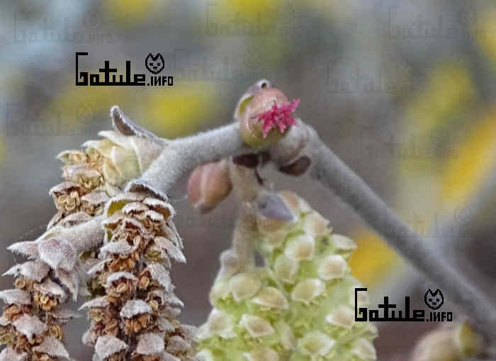 Avellano propiedades del árbol flor femenina avellano