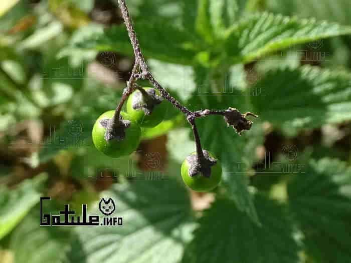 Solanum Dulcamara frutos verdes adela