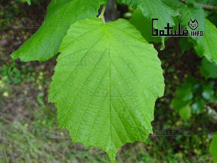 Avellano propiedades del árbol hoja corylus avellana