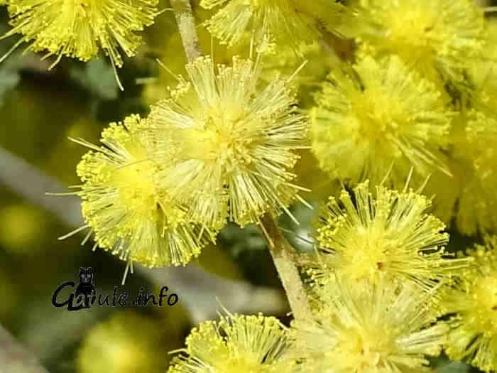 flor mimosa