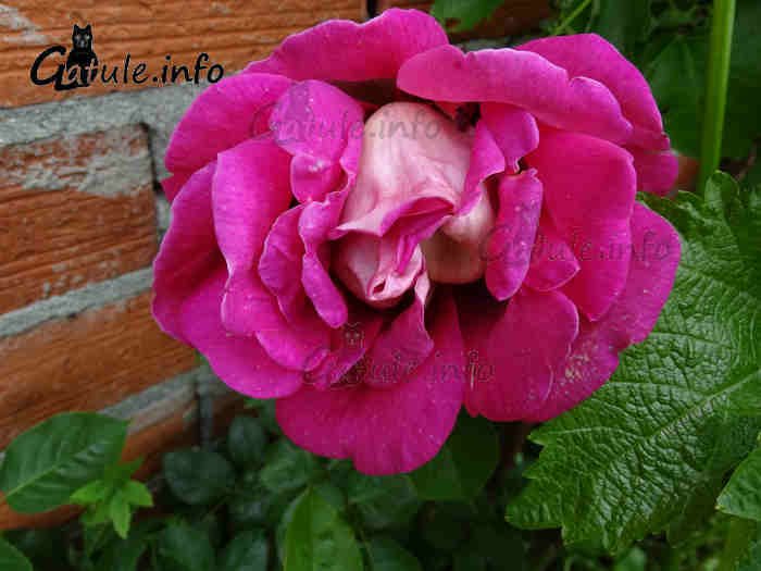 Las rosas rojas rosa planta