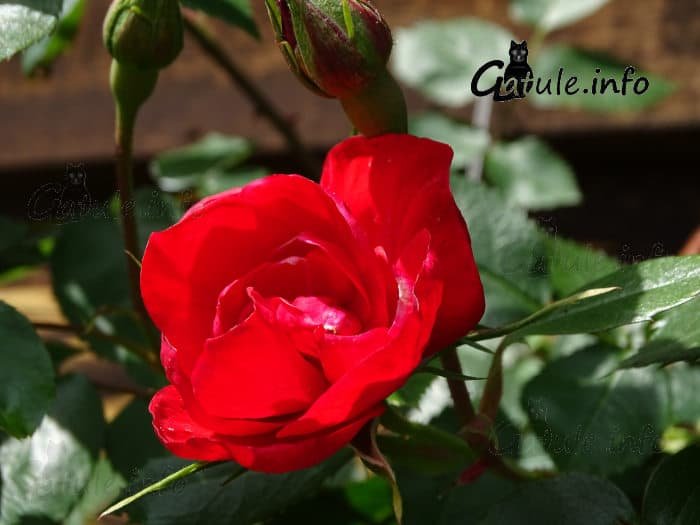 Las rosas rojas capullos y rosas rojas