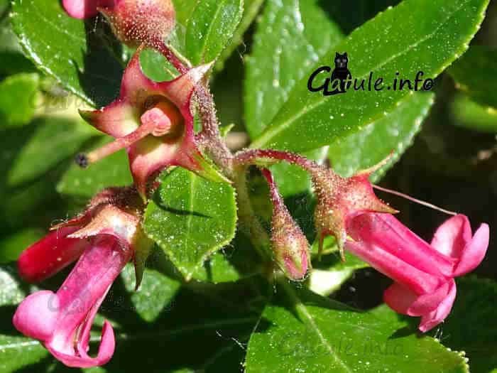 La Escalonia escallonia macrantha