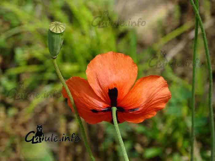 Planta amapola roja fruto papaver rhoeas