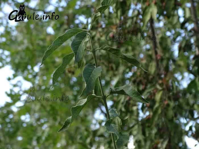 hojas evonimus