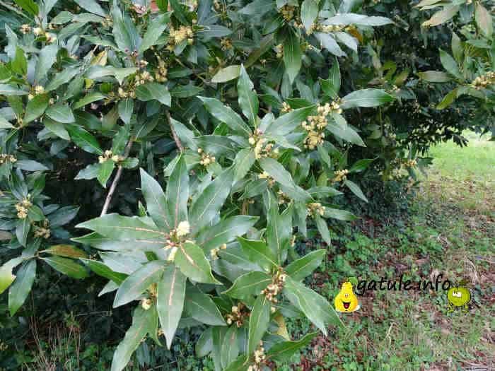 El árbol laurel propiedades cuidados árbol laurel