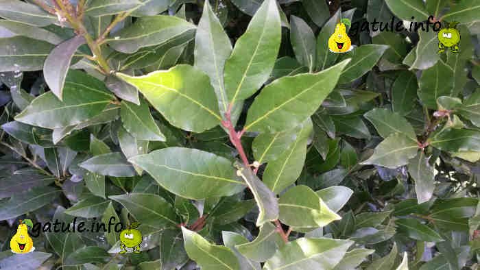El árbol laurel propiedades cuidados rama laurus nobilis