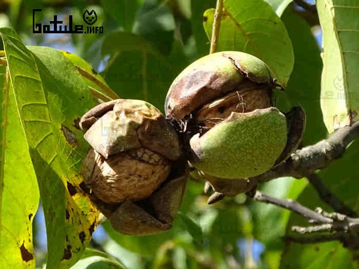 El nogal propiedades juglans regia frutos