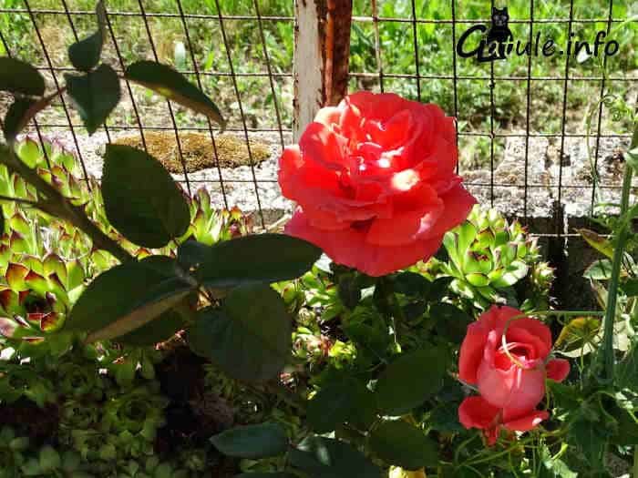 Las rosas rojas imagen rosal rosa