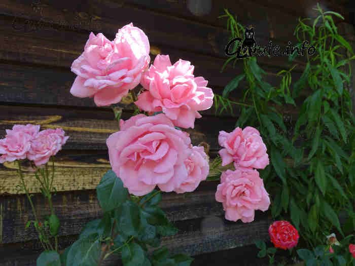 flores rosas rosal