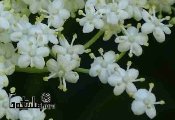 Árbol Saúco propiedades flores sambucus nigra o sabugueiro