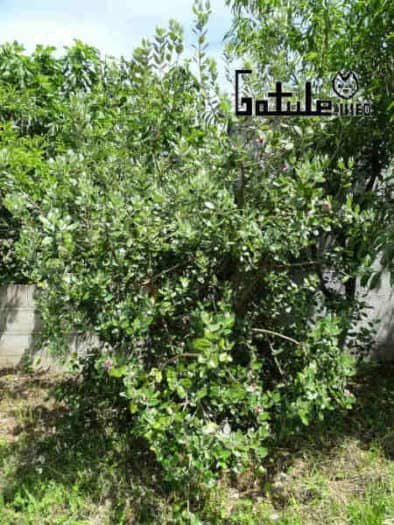 Propiedades árbol feijoa árbol feijoa propiedades
