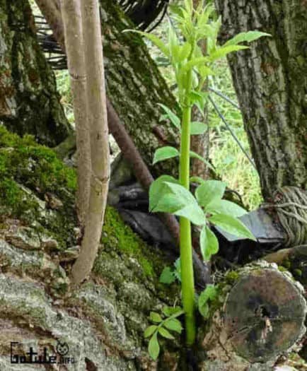 Árbol Saúco propiedades brote árbol sambucus nigra