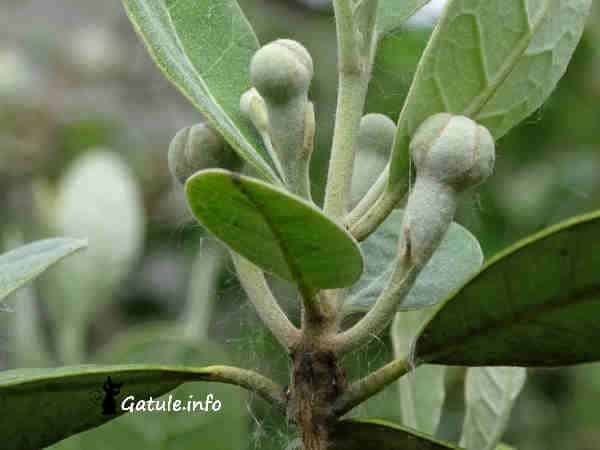capullos florales del árbol Acca sellowiana o feijoa