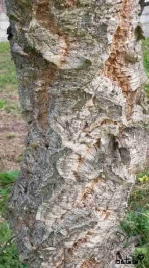 corteza árbol alcornoque