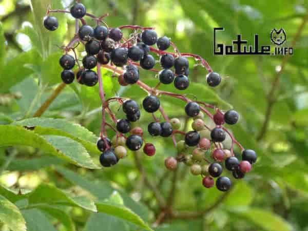 Árbol Saúco propiedades propiedades flores sauco