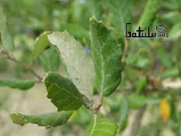 El árbol alcornoque sus frutos y usos hojas árbol corcho