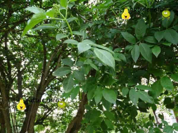 Árbol Saúco propiedades sambucus nigra
