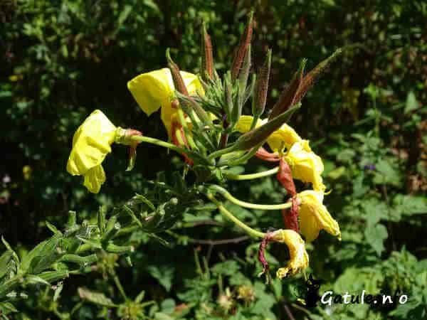 Oenothera planta onagra