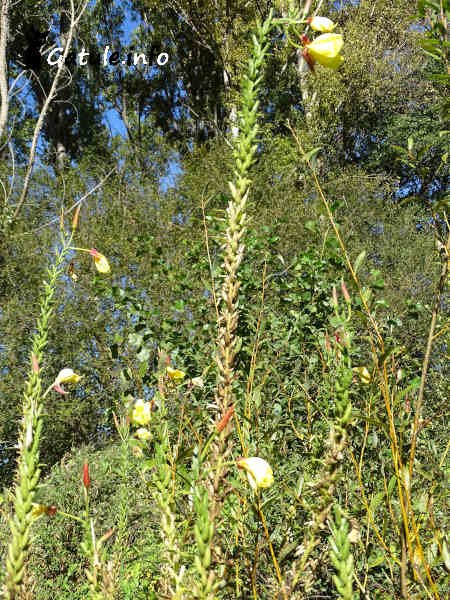 Oenothera planta onagra u oenothera