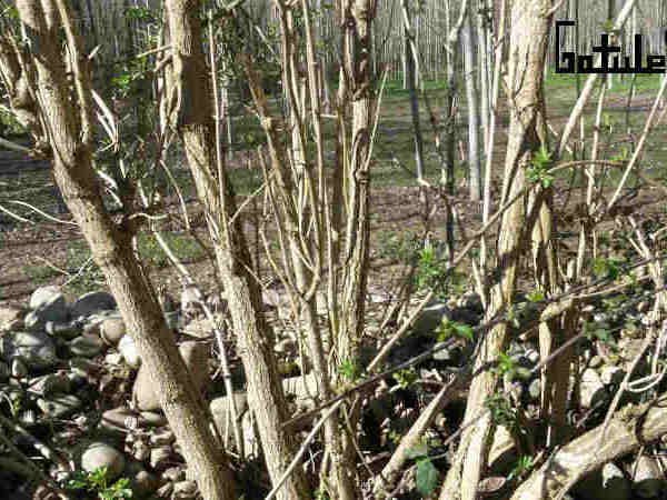 Árbol Saúco propiedades usos sambucus nigra