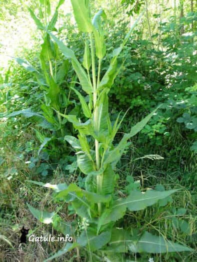 Dipsacus Fullonum planta Dipsacus Fullonum o cardencha