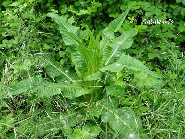 Dipsacus Fullonum pequeña planta Dipsacus Fullonum o cardencha