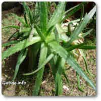 Propiedades del tilo planta aloe vera