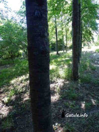 Árboles Madereros árboles para madera