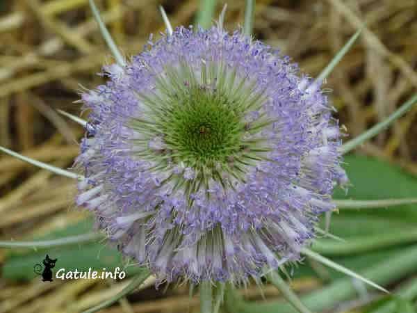Dipsacus Fullonum flor agua benditera