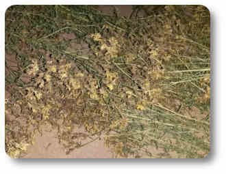 Historia de las plantas y árboles medicinales