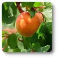 La Lechuga Cultivo y Propiedades albaricoque maduro