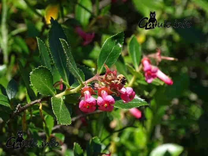 La Escalonia flores escallonia o escalonia