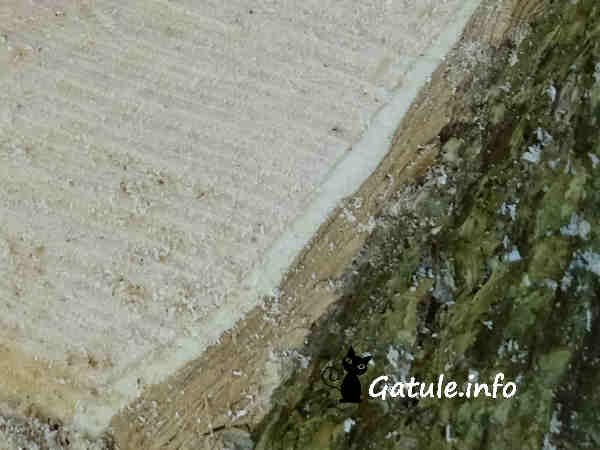 Árbol Saúco propiedades corteza líber y madera del sabugueiro