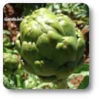 verdura alcachofa