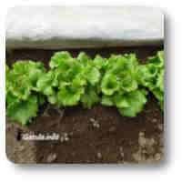 El Níspero cultivo lechugas